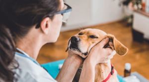 golden dog having its face examined by technician