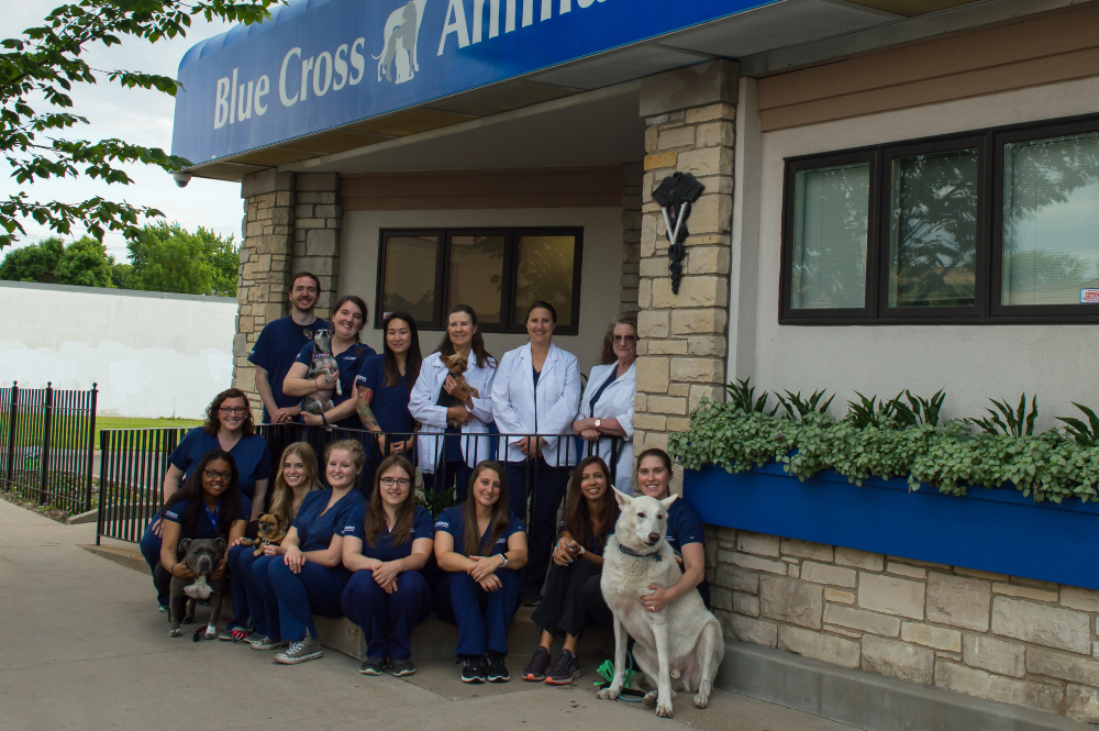 Blue-Cross-Animal-Hospital-Updated-Staff-Photo-1