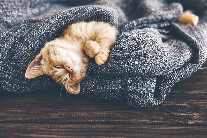 little kitten wrapped in a blanket sleeping upside down