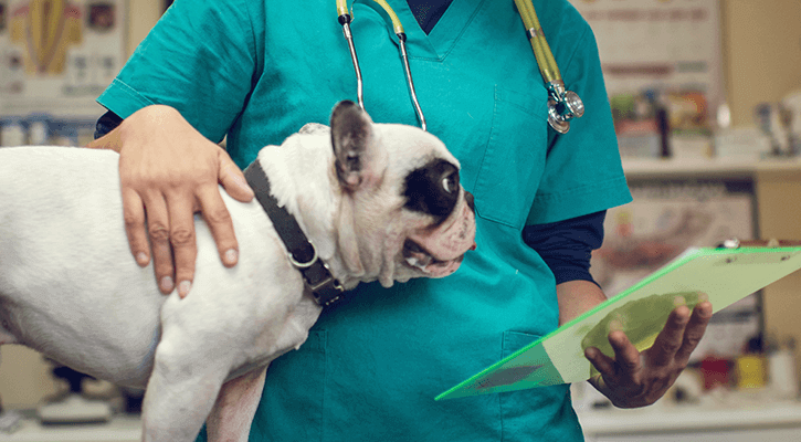small black and white dog being pet by vet tech who is reviewing notes on clipboard