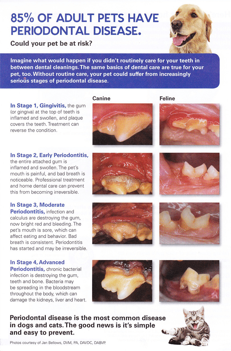 what can i give my dog for gum disease